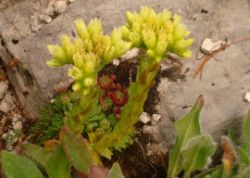 2013-08-18_Regina-F-Rau_Schachen_Blumen  (045).JPG